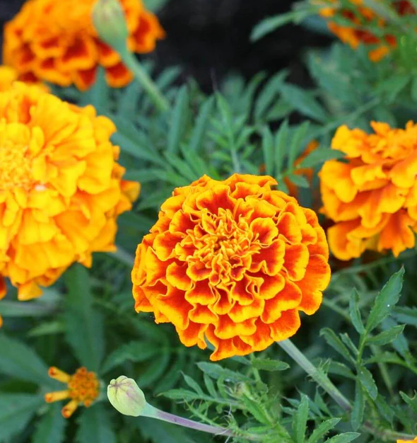 West Coast Flower Seeds