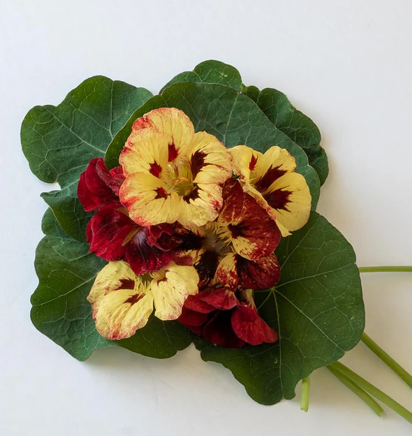West Coast Flower Seeds
