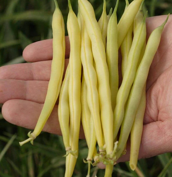 West Coast Seeds Beans