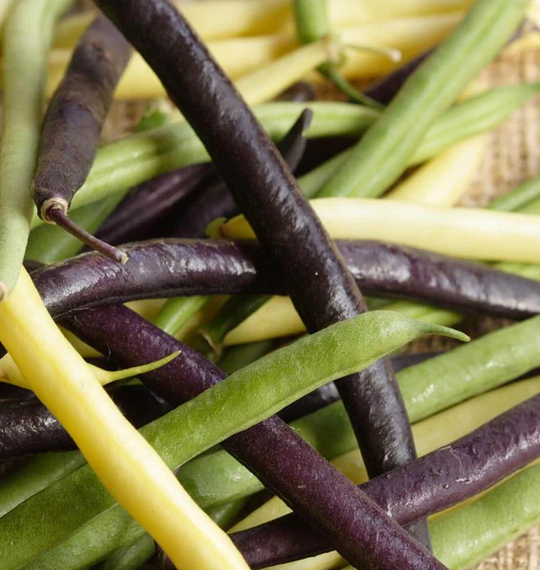 West Coast Seeds Beans
