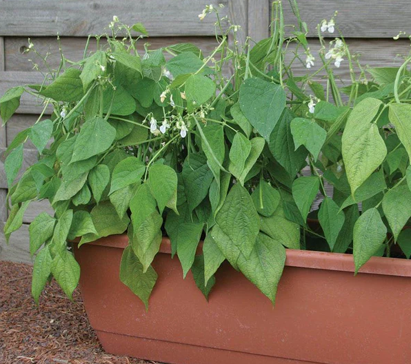 West Coast Seeds Beans