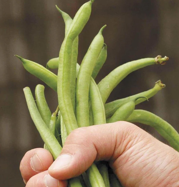 West Coast Seeds Beans