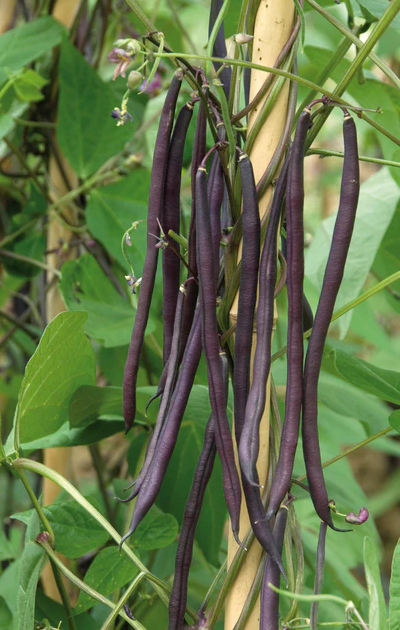 West Coast Seeds Beans
