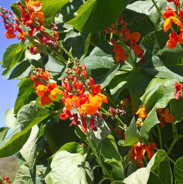 West Coast Seeds Beans