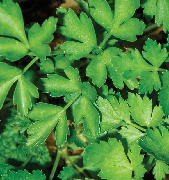West Coast Herb Seeds