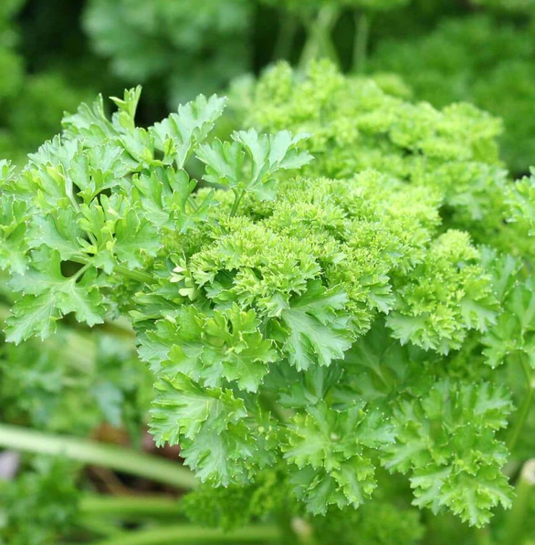 West Coast Herb Seeds