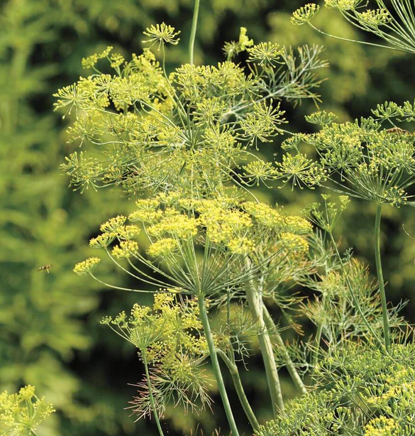 West Coast Herb Seeds