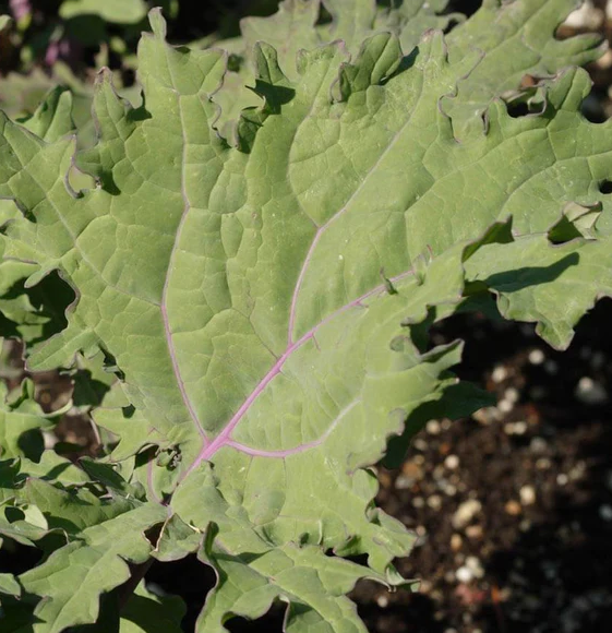West Coast Greens Seeds