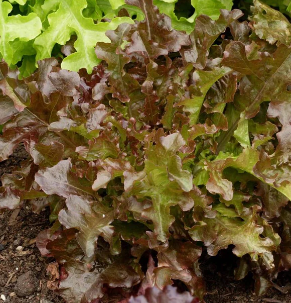 West Coast Greens Seeds