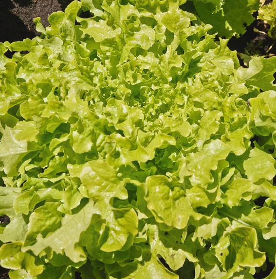 West Coast Greens Seeds