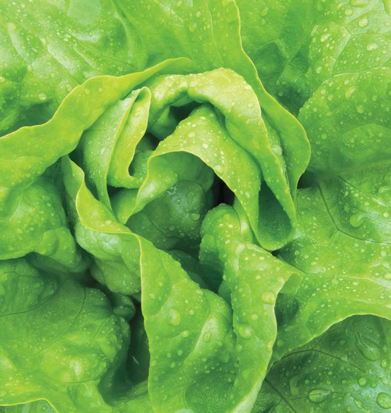 West Coast Greens Seeds
