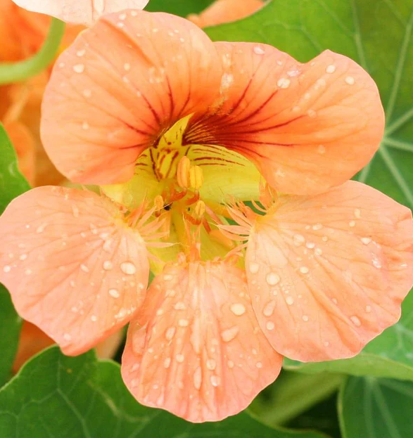 West Coast Flower Seeds