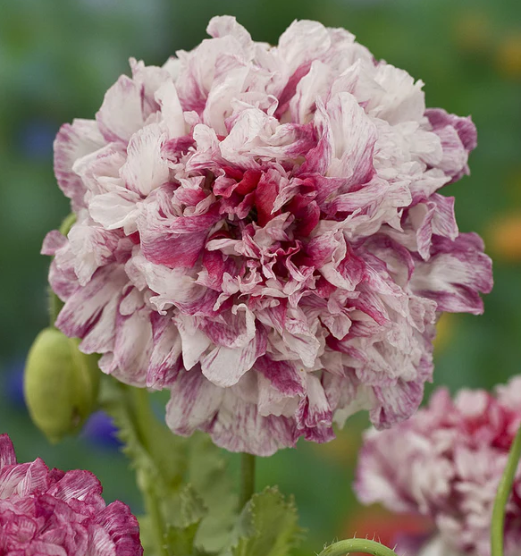 West Coast Flower Seeds