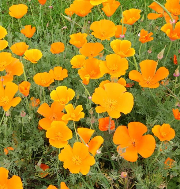 West Coast Flower Seeds