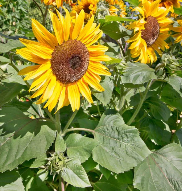 West Coast Flower Seeds