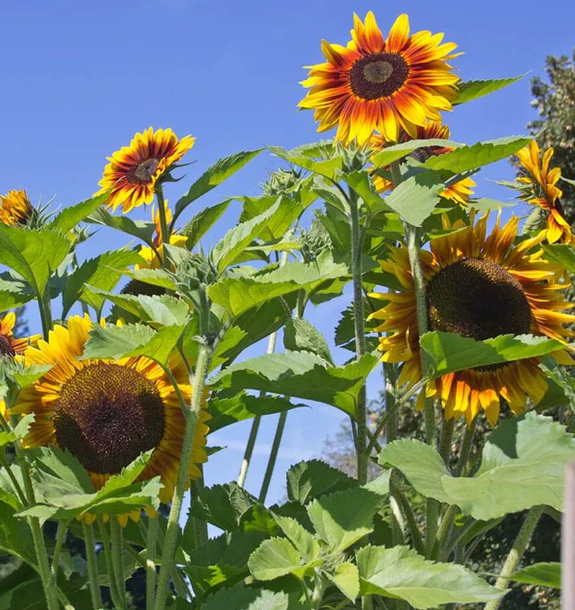 West Coast Flower Seeds