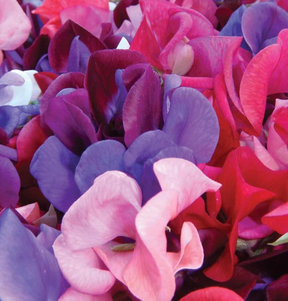 West Coast Flower Seeds