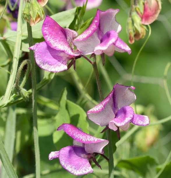 West Coast Flower Seeds