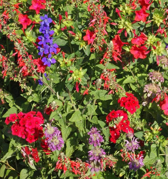 West Coast Flower Seeds