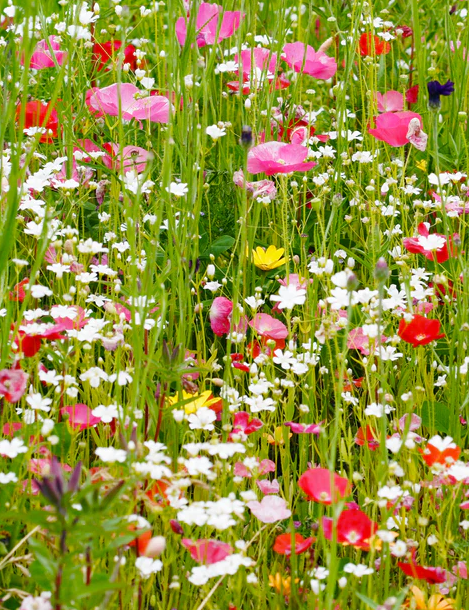 West Coast Flower Seeds