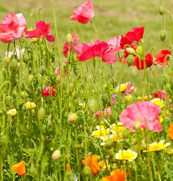 West Coast Flower Seeds