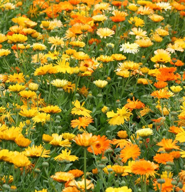 West Coast Flower Seeds