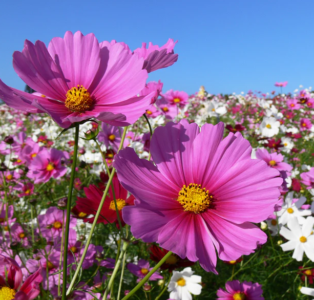 West Coast Flower Seeds