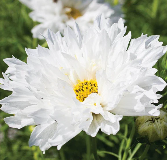 West Coast Flower Seeds