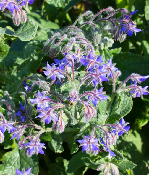 West Coast Flower Seeds