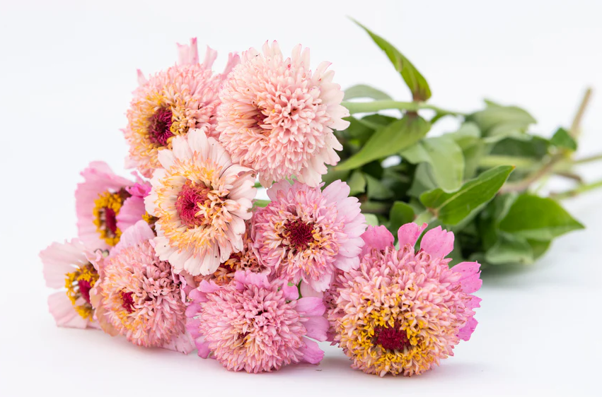 West Coast Flower Seeds