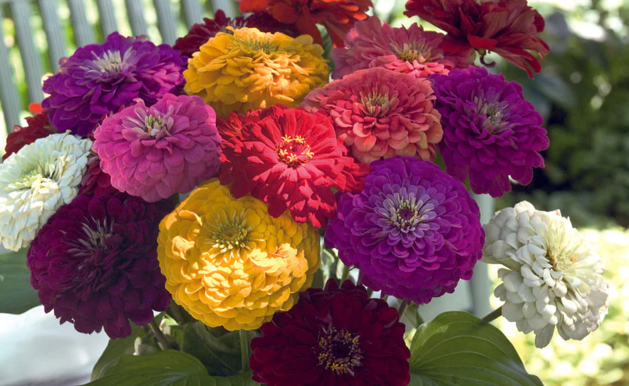 West Coast Flower Seeds