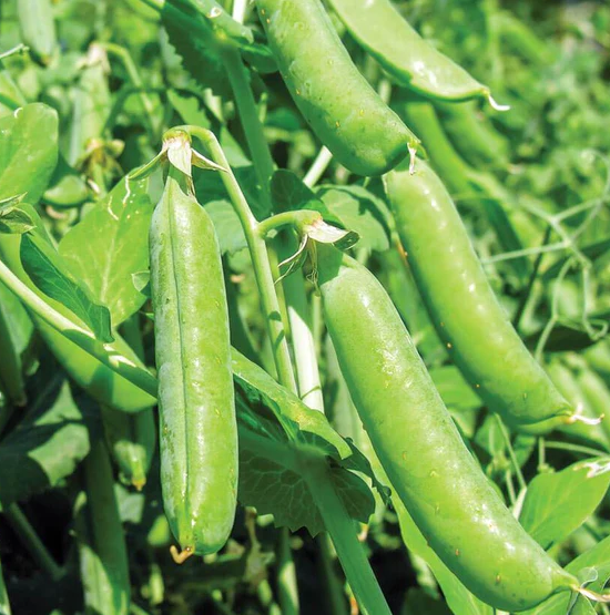 West Coast Seeds Beans