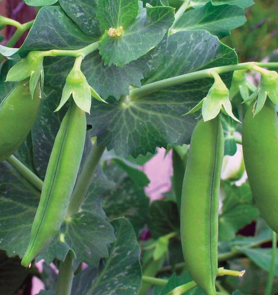 West Coast Seeds Beans
