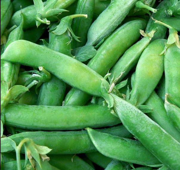 West Coast Seeds Beans