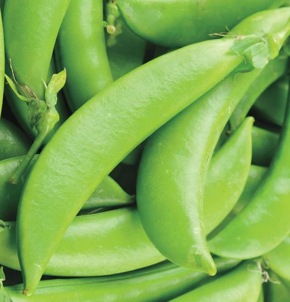 West Coast Seeds Beans