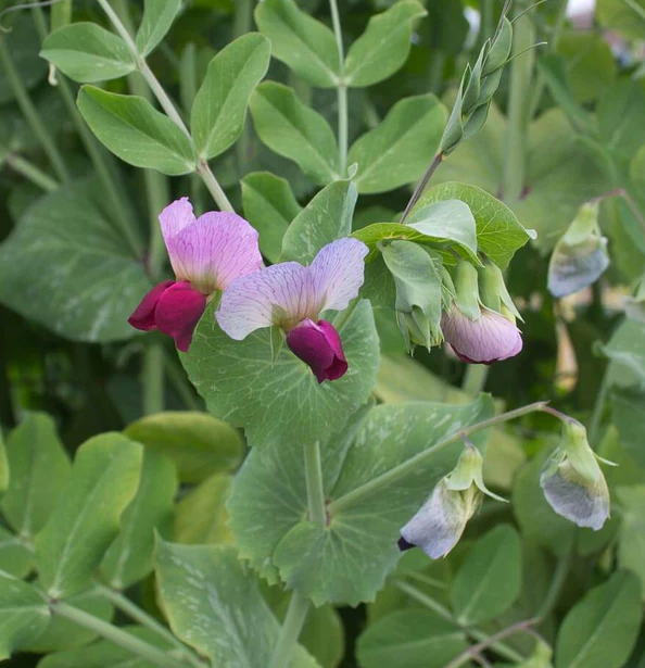 West Coast Seeds Beans