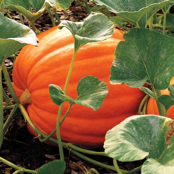 West Coast Vegetable Seeds