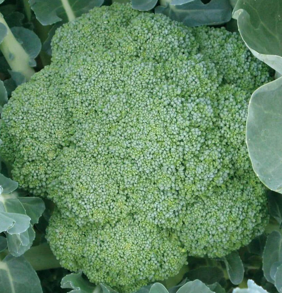 West Coast Vegetable Seeds