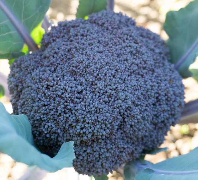 West Coast Vegetable Seeds