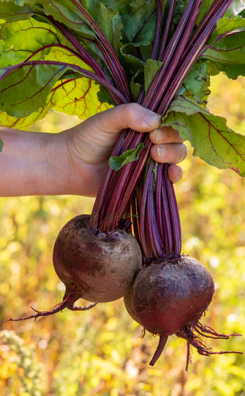 West Coast Vegetable Seeds