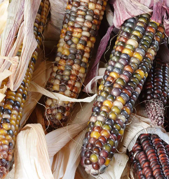 West Coast Vegetable Seeds