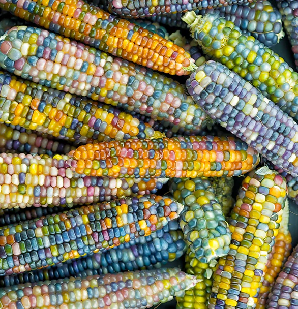West Coast Vegetable Seeds