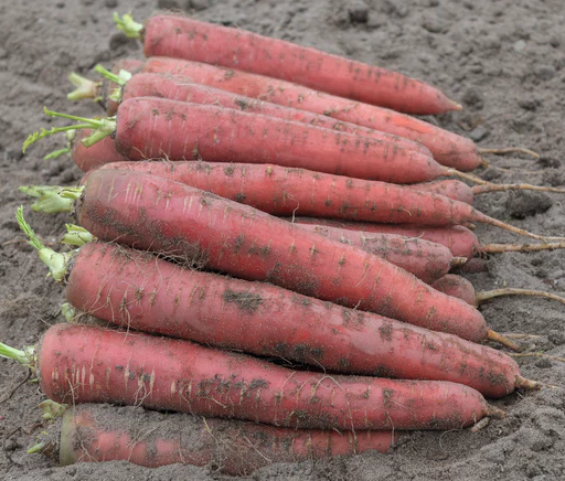 West Coast Vegetable Seeds