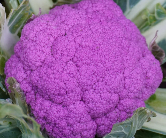 West Coast Vegetable Seeds