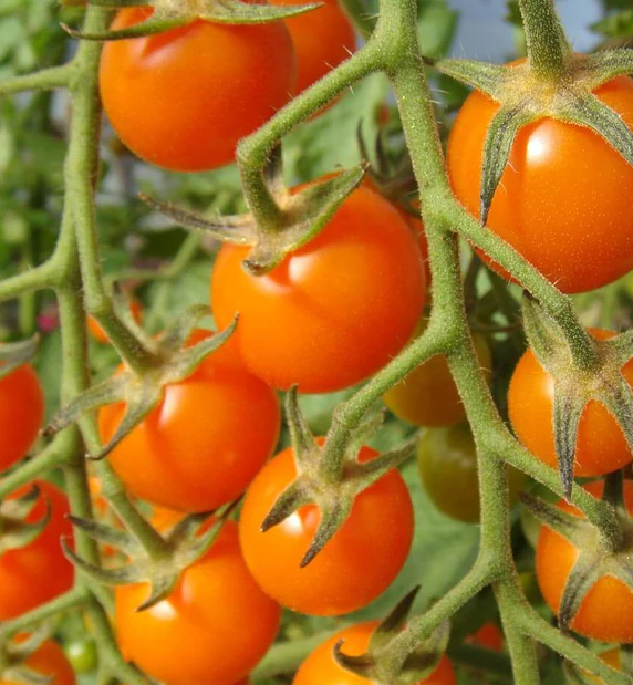 West Coast Vegetable Seeds