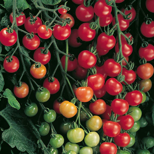 West Coast Vegetable Seeds
