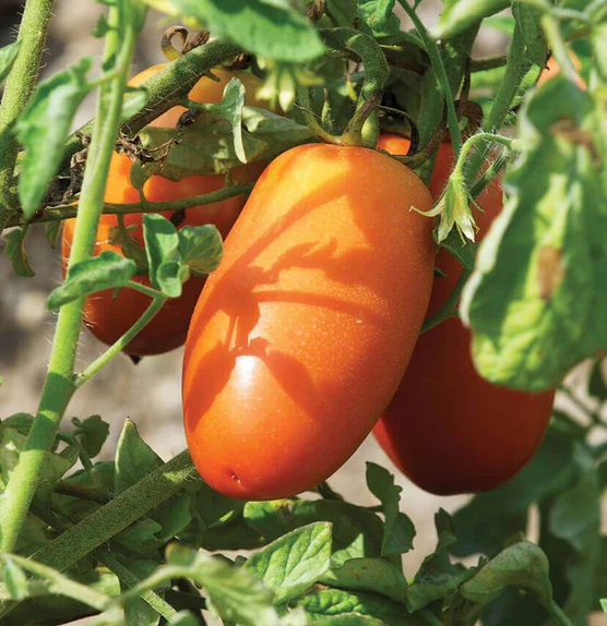 West Coast Vegetable Seeds