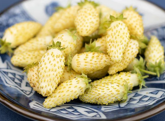 West Coast Vegetable Seeds
