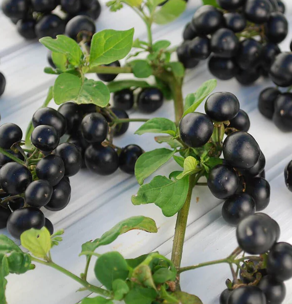 West Coast Vegetable Seeds